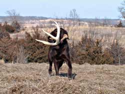 True Trophy Outfitters - Shed Hunting